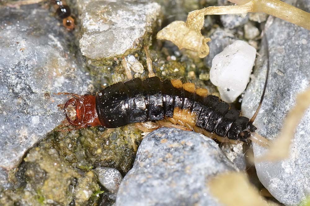 Larva di Carabidae: Chlaenius sp., forse C. velutinus